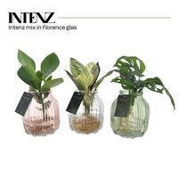 Hydroponic Intenz varieties in Florence glass