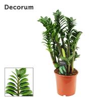 Zamioculcas Zenzi 4+ leafs