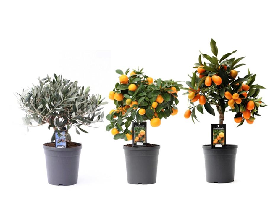 Picture of Mediterrane Mix 3 Soorten P15 37CM