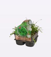 Euonymus fort. Minimus 4-PACK - Piece × 21 - £ 5.38 Shelf £ 5.27 Trolley