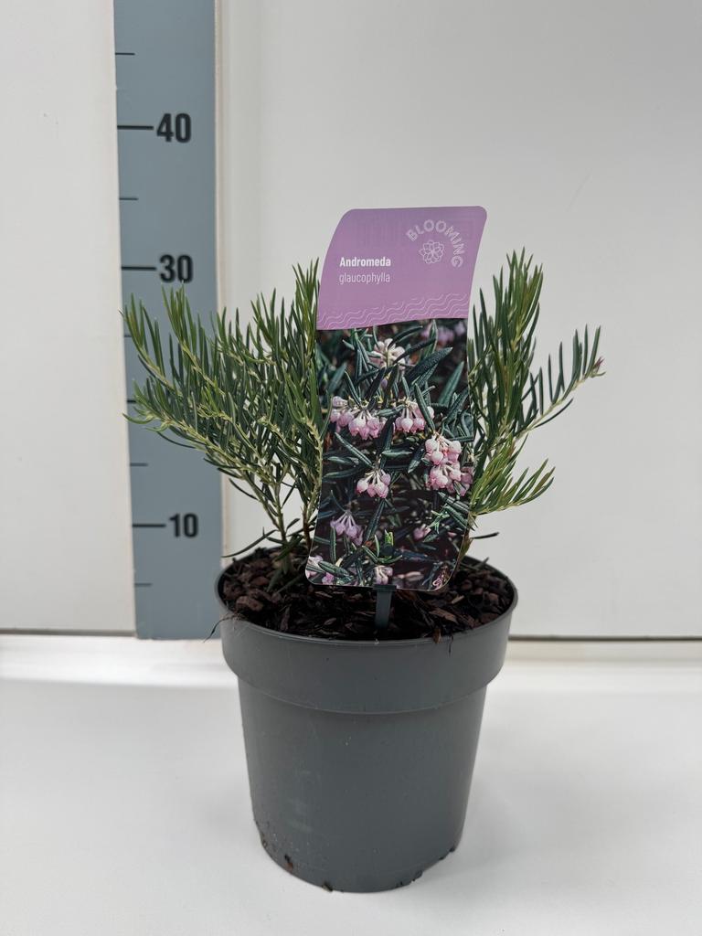Afbeeldingen van Andromeda glaucophylla P17 (2 Ltr)