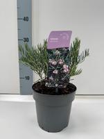 Andromeda glaucophylla