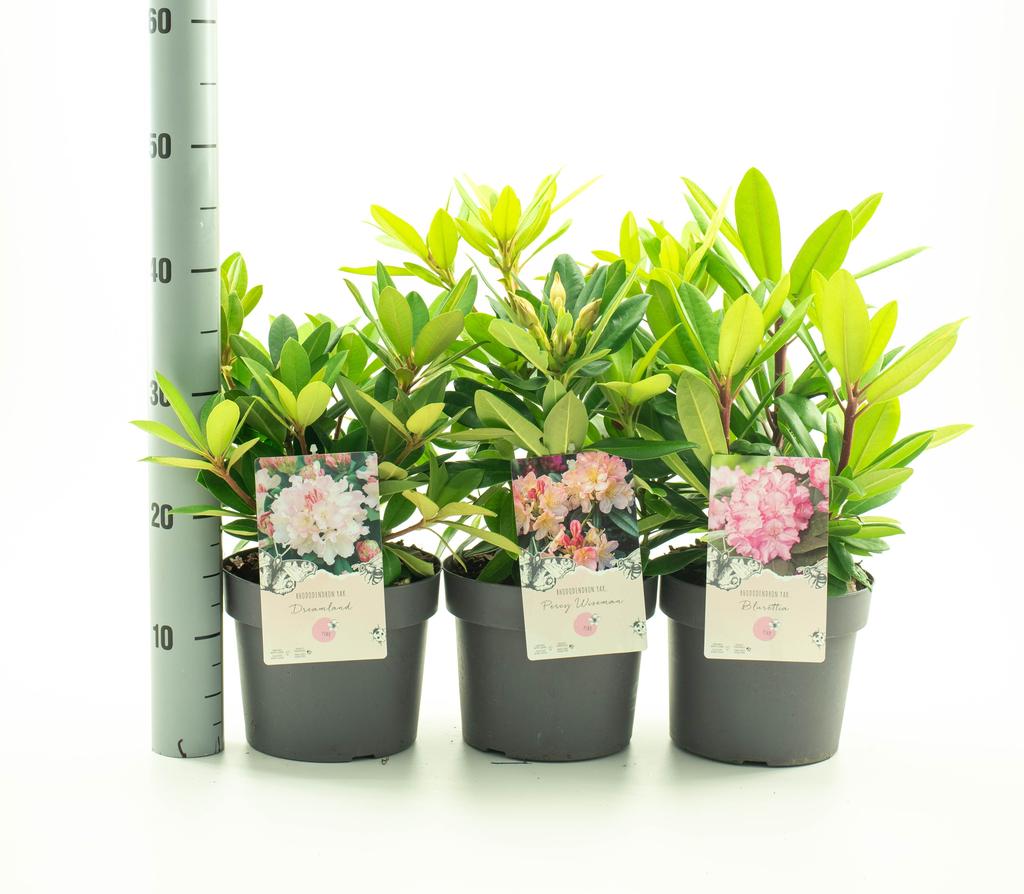 Picture of Rhododendron YAK in soorten P19 (3 Ltr)