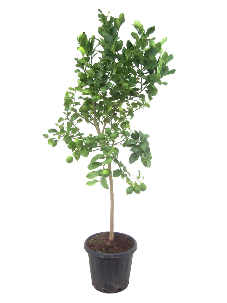 Picture of Citrus lemon P40 STD/6 FRUIT/TOTAL 180CM