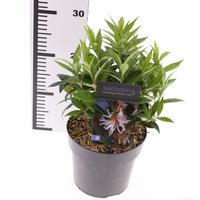 Sarcococca Winter Gem