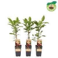 Actinidia arg. Ken's Red