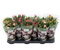 Rosa Special varieties st. 1-2