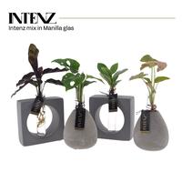 Hydroponic Intenz varieties in Manilla 2