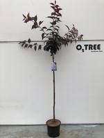 Prunus serr. Royal Burgundy