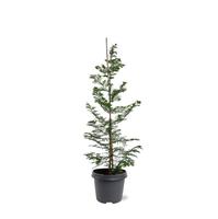 Metasequoia glyptostroboïdes