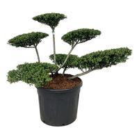 Ilex cr. Stokes
