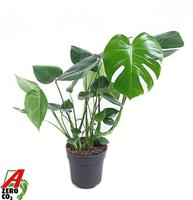 Monstera deliciosa bush