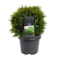 Thuja occ. Danica