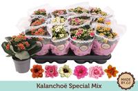 Kalanchoë Special Mix