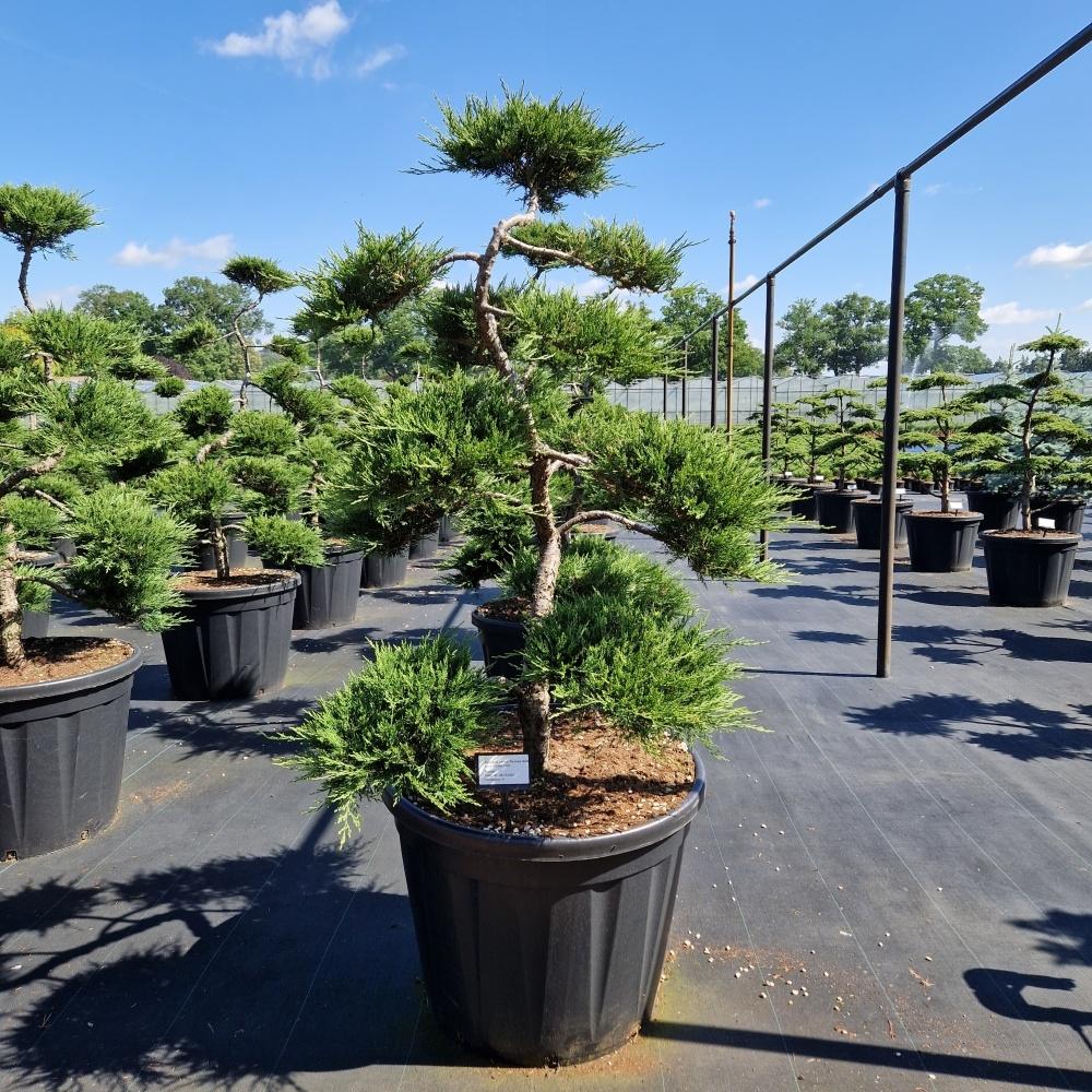 Picture of Juniperus sab. Rockery Gem P70 200CM