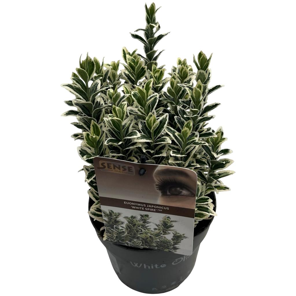 Afbeeldingen van Euonymus jap. White spire P17 (2 Ltr)