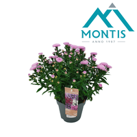 Aster Showmaker Sweet Pink