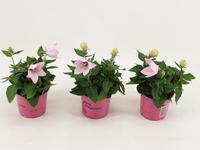 Platycodon pink