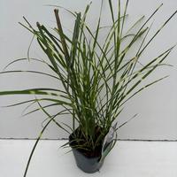 Miscanthus sin. Strictus