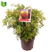 Nandina dom. Gulfstream