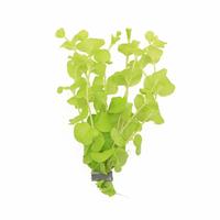Lysimachia aurea BUNDEL 5cm Tray 10 × 60 £ 1.20 (Tray) £ 1.18 Shelf £ 1.18 Trolley Tray £ 1.20 × 10 (0.3%)