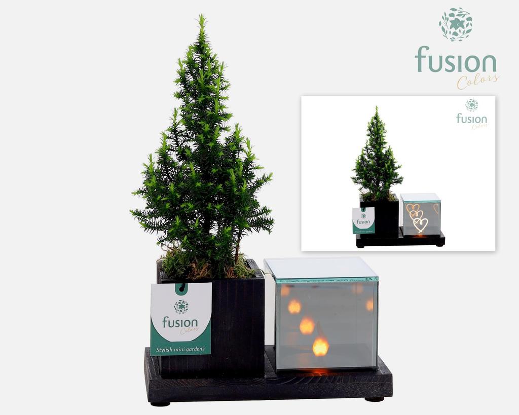 Afbeeldingen van X-Mas arrangement Elegant LED woodenplanter with Chamaecyparis FC-24.0825FDH P19 29CM