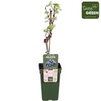 Vitis vin. Regent (crafted)