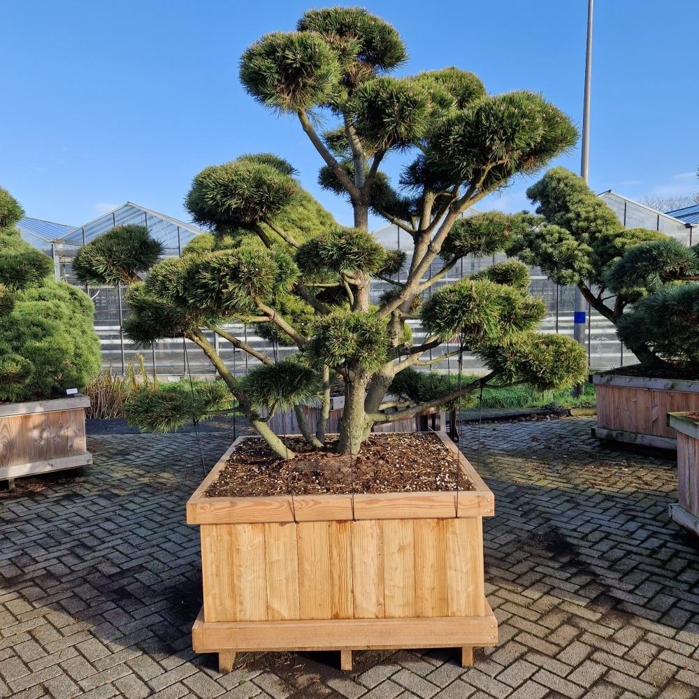 Picture of Pinus mugo Gnom 120-X-120 200/225