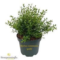 Myrtus communis guilli