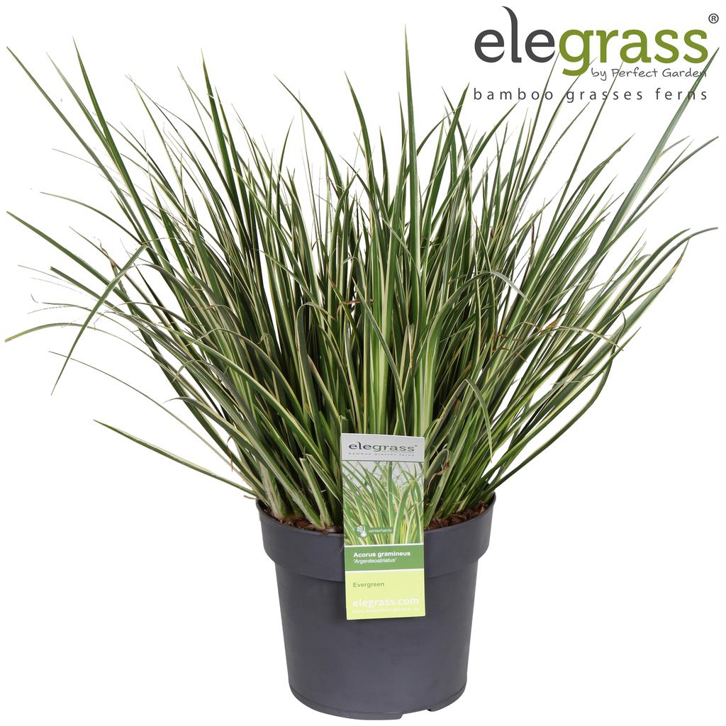 Obrázek Acorus gra. Argenteostriatus P19 (3 Ltr)