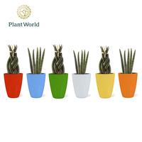 Sansevieria varieties Twist-Spaghetti in Osaka ceramics
