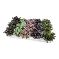 Ajuga in varieties