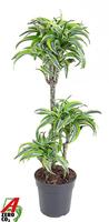 Dracaena Lemon Suprise 60-30-15