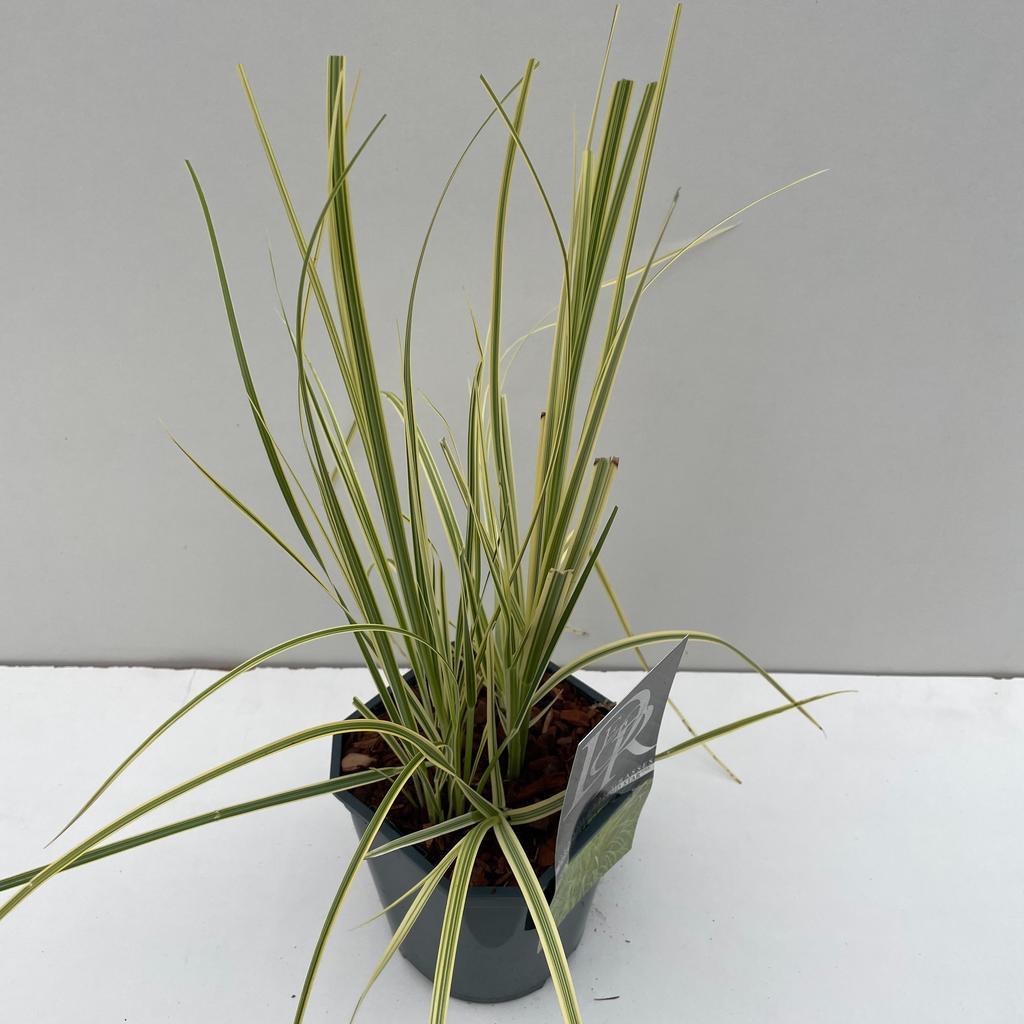 Picture of Cortaderia Splendid Star P17 (2 Ltr) Square