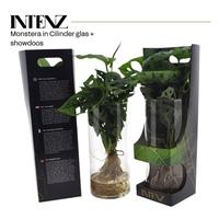 Hydroponic Monstera Intenz in cylinder glss en Giftbox