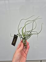 Tillandsia Bulbosa XL plus Label