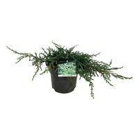 Juniperus com. Ristol