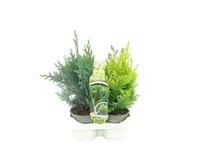 Coniferen in varieties