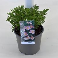 Potentilla frut. Pink