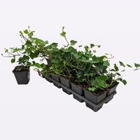 Hedera hel. Hibernica