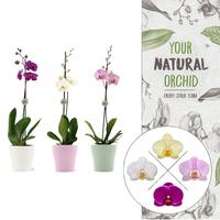 Phalaenopsis hybrid YNO varieties in Anna ceramic mix