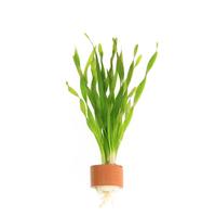 Vallisneria torta BUNDEL 5cm Tray 10 × 60 £ 1.87 (Tray) £ 1.85 Shelf £ 1.84 Trolley Tray £ 1.87 × 10 (0.3%)