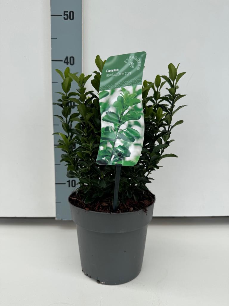 Picture of Euonymus jap. Green Spire P17 (2 Ltr)