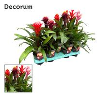 Guzmania Ball in varieties Exclusive