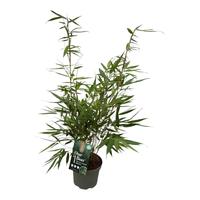 Fargesia robusta Pingwu - One Boo