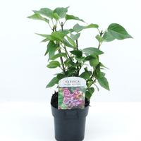 Syringa vulg. Michel Buchner