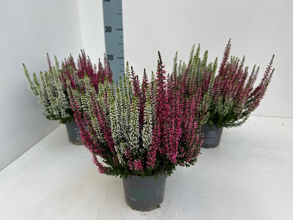 Picture of Calluna Beauty Ladies Twins RED-WHITE P10.5 20CM