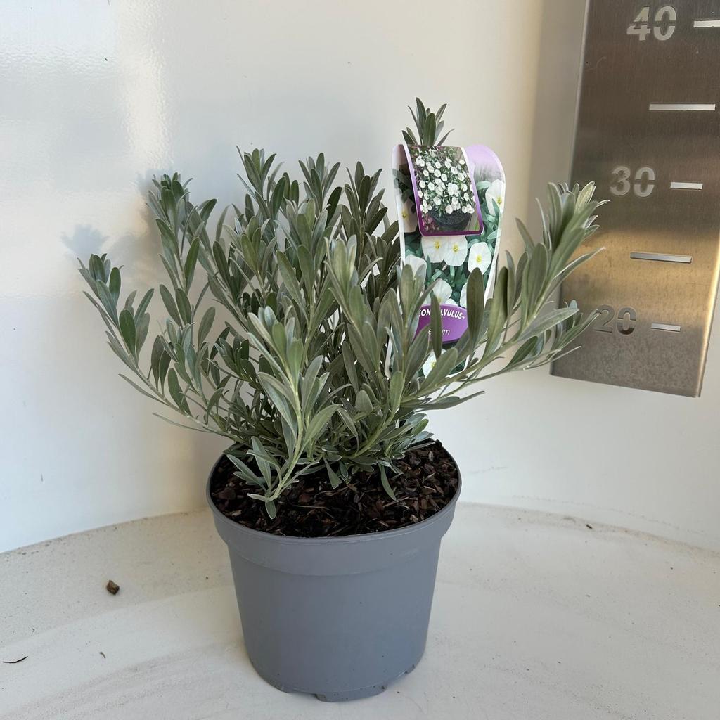 Picture of Convolvulus cneorum P17 (2 Ltr)