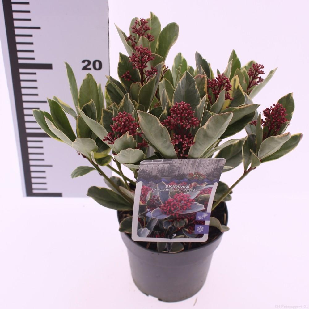 Picture of Skimmia japonica Perosa PBR P13