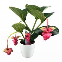 Medinilla Magnifica Flamenco 2 etage 3/4 buds in white ceramic